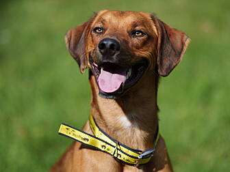 Rescued Hero Dog Saves Family...